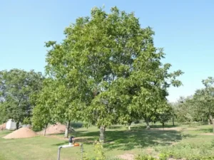 مغز گردوی سالم