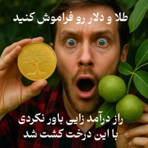کاشت صنوبر