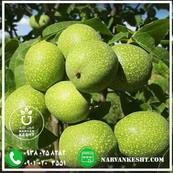 نهال گردو فرنت