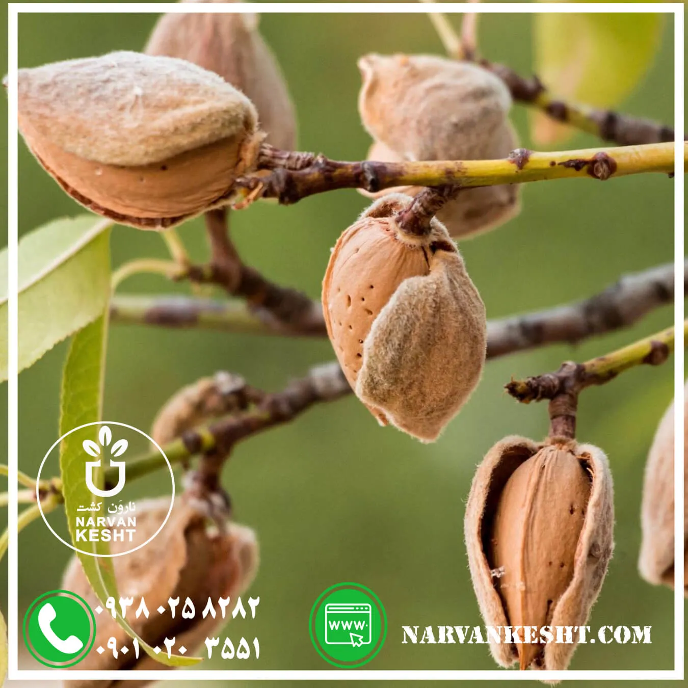 نهال بادام