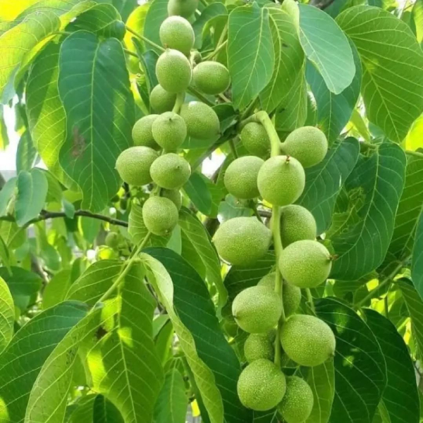 نهال گردو ژنوتیپ برتر در تهران