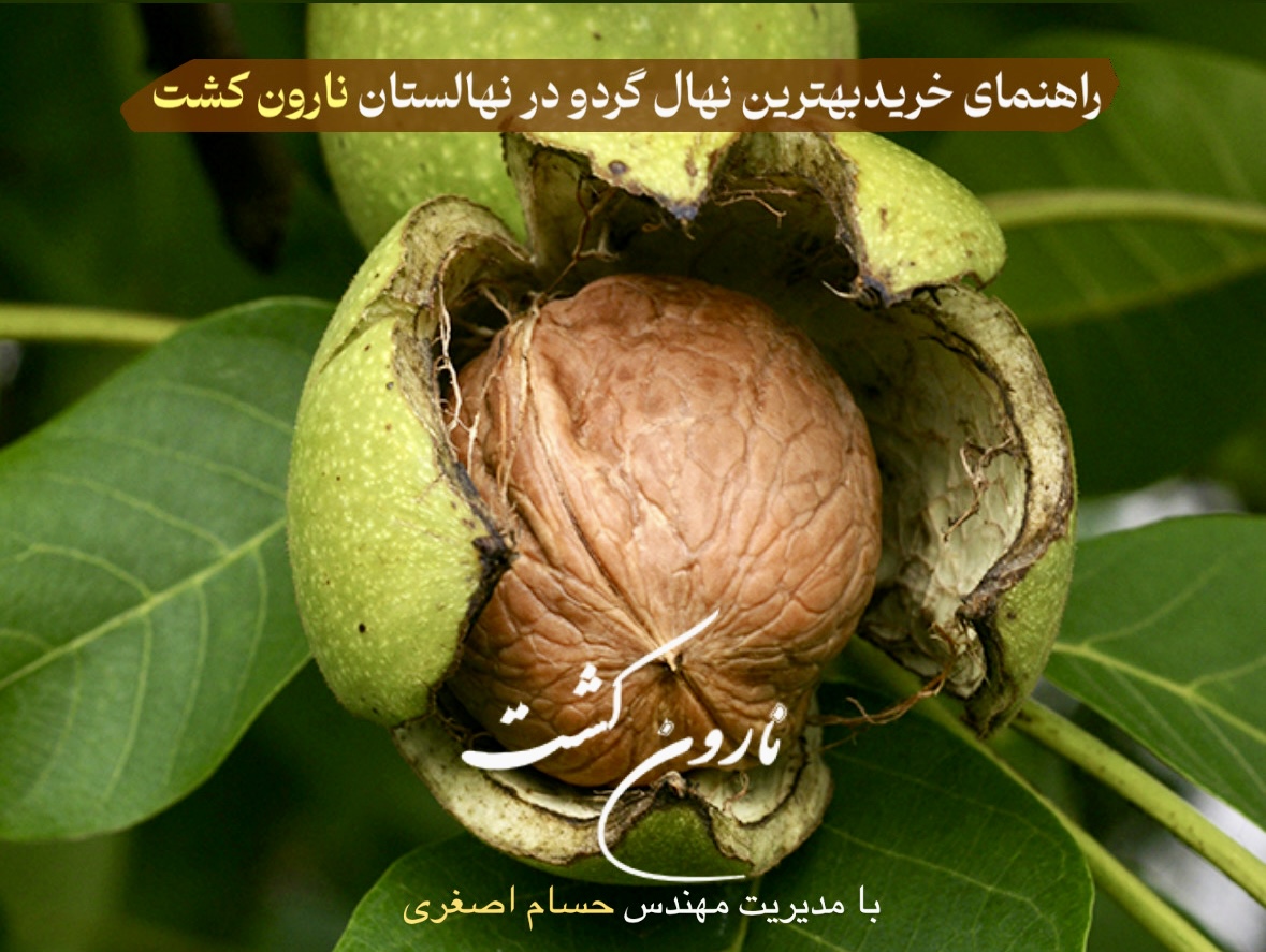 خرید نهال گردو در تهران