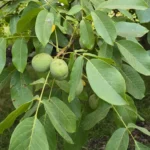 گردو ژنوتیپ بذری