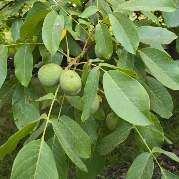 گردو ژنوتیپ بذری