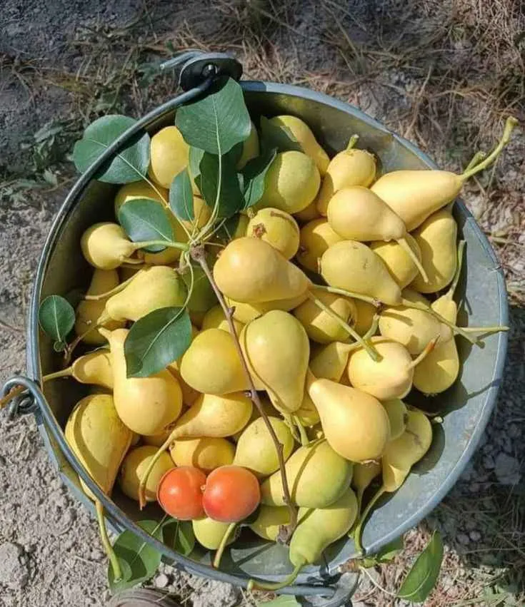 نهال گلابی کوشیا