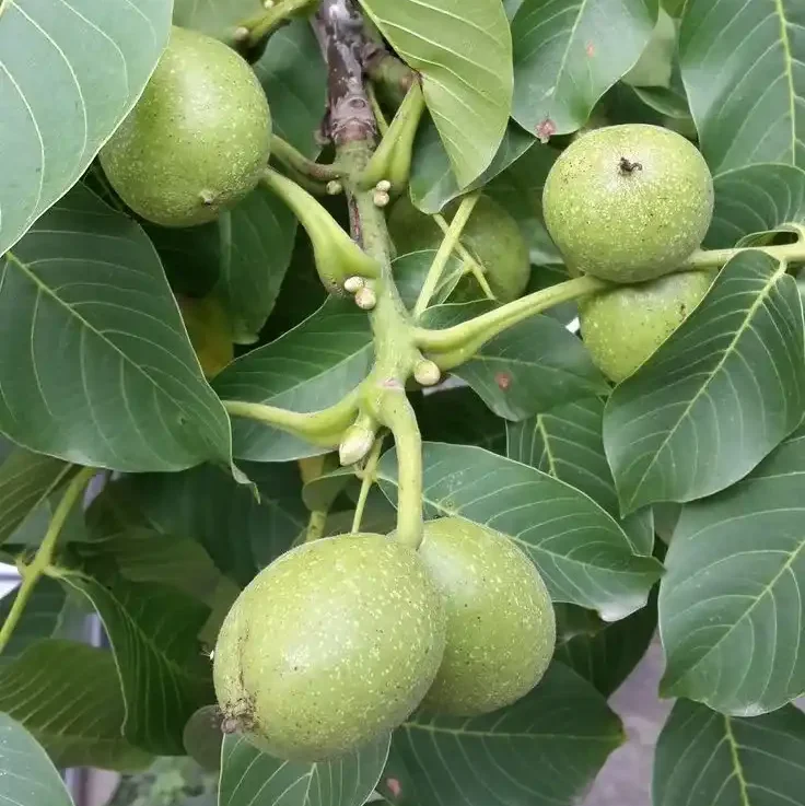 نهال گردو ژنوتیپ نارون تیپ 3