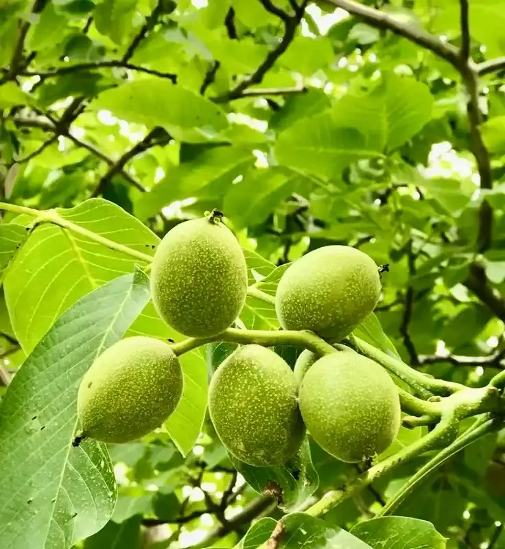نهال گردو ژنوتیپ نارون تیپ 9