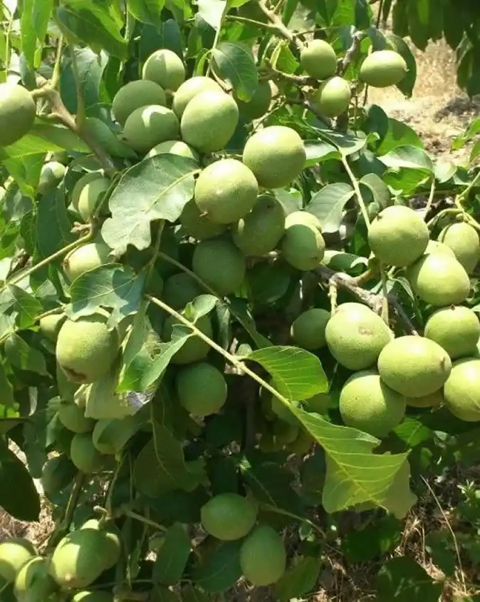 نهال گردو ژنوتیپ نارون تیپ 4