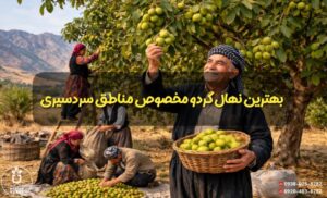 بهترین نهال گردو مخصوص مناطق سردسیر
