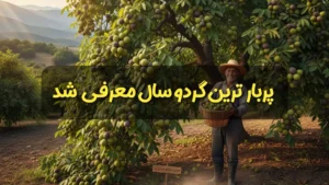 گردو پربار نارون کشت 1