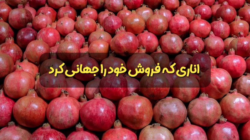 پر فروش ترین نهال انار ماریا