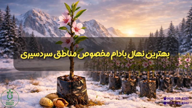 بهترین نهال بادام مخصوص مناطق سردسیری