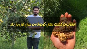 انقلاب در کشت نهال گردو