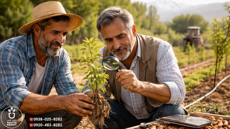 بررسی تخصصی ویژگیهای فنی؛ فراتر از یک نهال معمولی