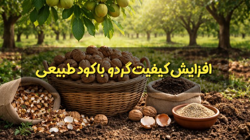 افزایش کیفیت گردو