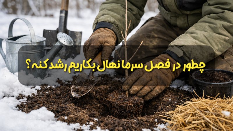 چطور در فصل سرد نهال بکاریم