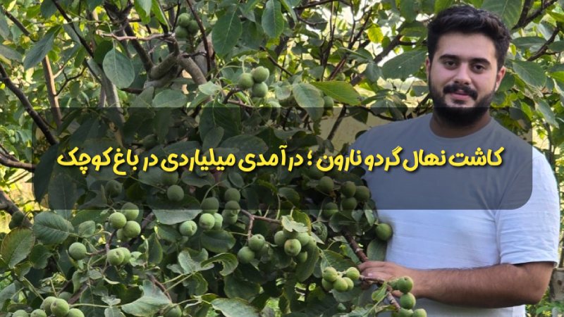 کاشت نهال گردو نارون