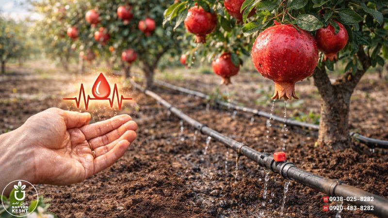آبیاری؛ نبضِ زندگی و کلیدِ انارِ نشکسته