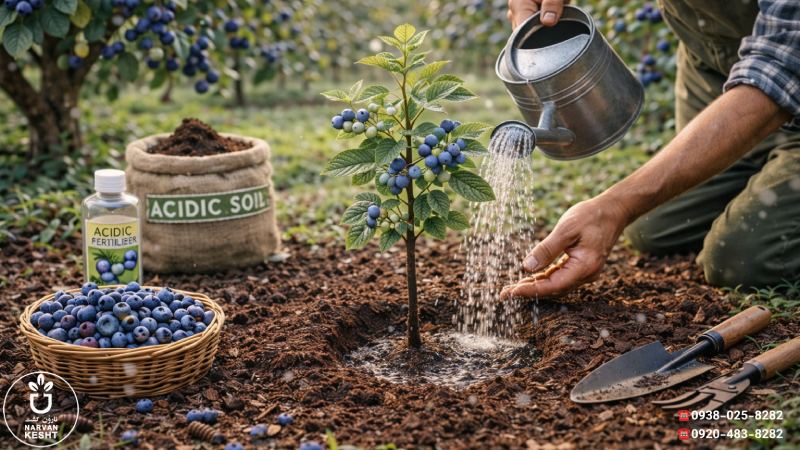 آبیاری نهال بلوبری