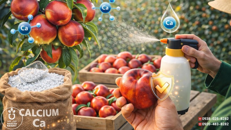  نقش کلسیم در افزایش سفتی و ماندگاری شلیل