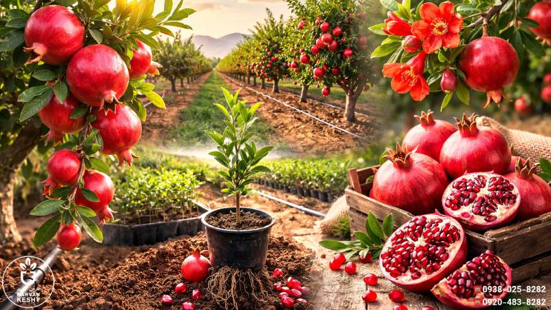 ویژگیهای اصلی نهال انار ماریا