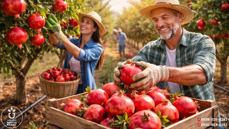 برداشت نهال انار ماریا