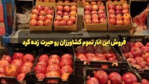 نهال انار ماریا