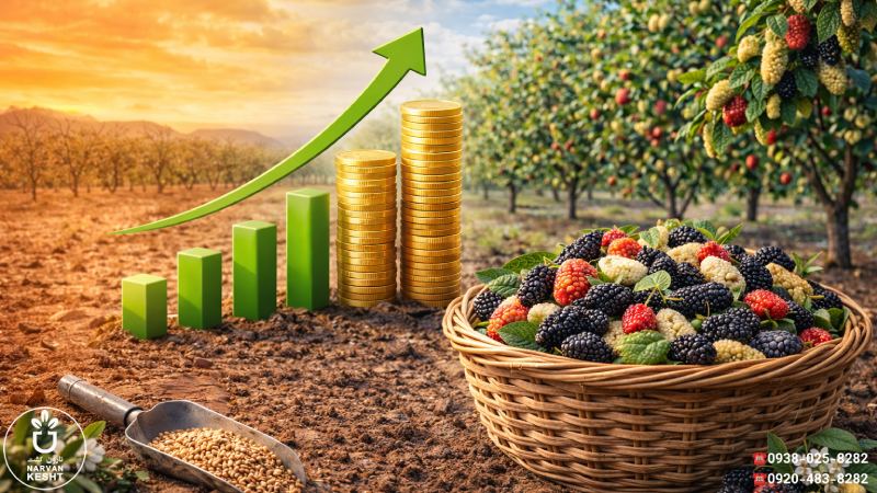 نگاه اقتصادی و اقلیمی به یک انتخاب قدیمی اما هوشمندانه