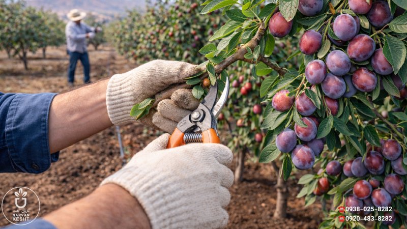 هرس اصولی؛ راز درشت شدن آلوها