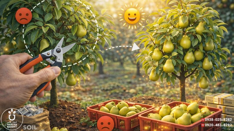 هرس-و-مدیریت-تاج؛-نور-مساوی-کیفیت. 