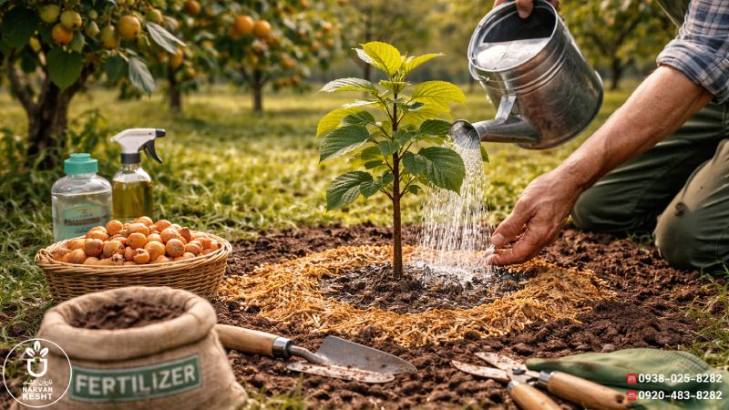 کاشت نهال و مراقبتهای اولیه