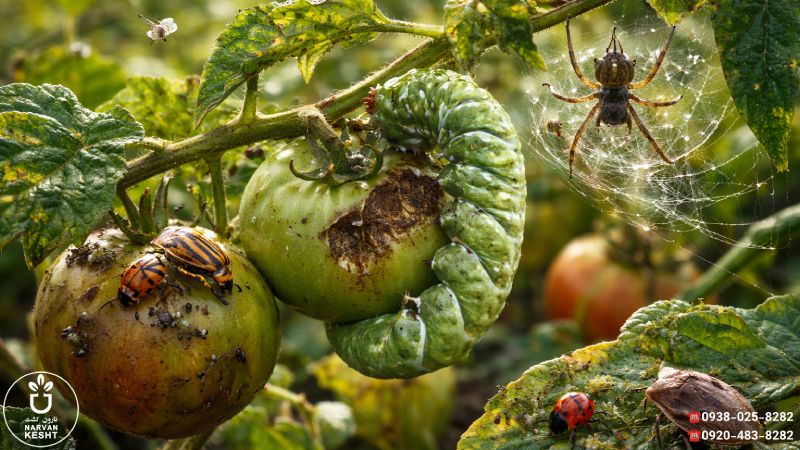 آفات و بیماریهای نهال گیلاس