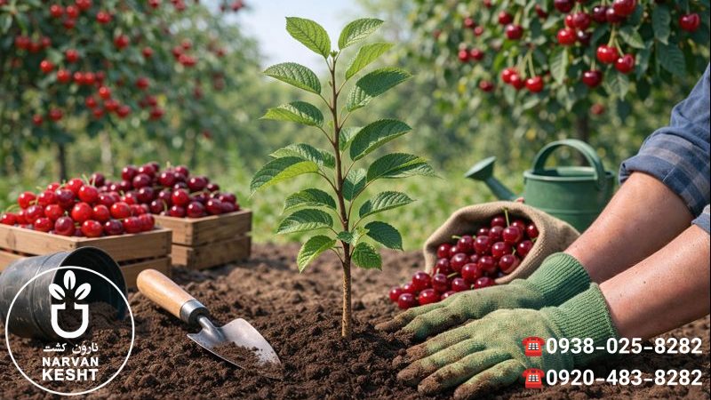 کاشت نهال گیلاس و نهال آلبالو؛ خوشرنگ و لعاب