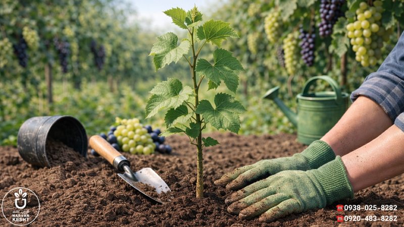 کاشت نهال انگور؛ مرواریدهای روی تاک