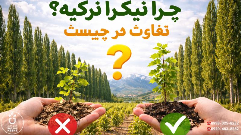 چرا نیگرا ترکیه؟ تفاوت در چیست؟