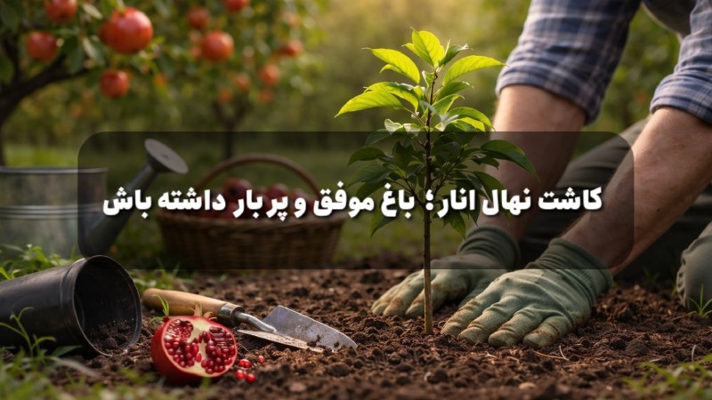 آموزش کاشت نهال انار