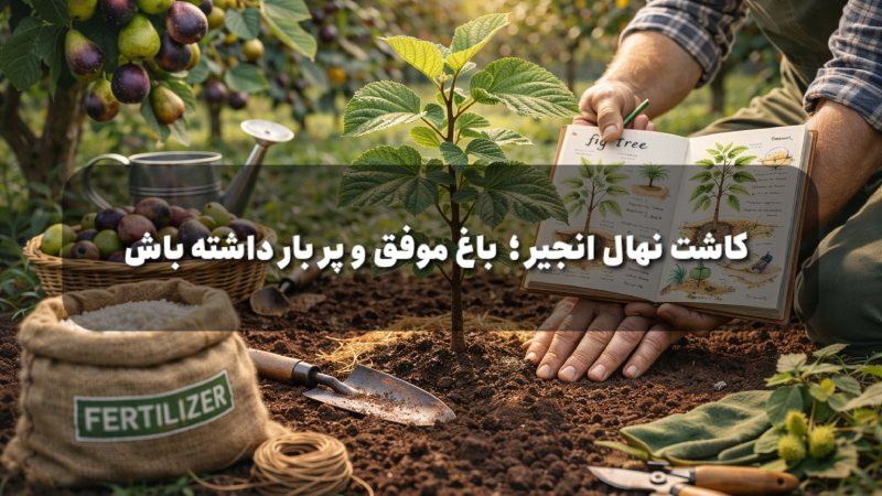 آموزش کاشت نهال انجیر