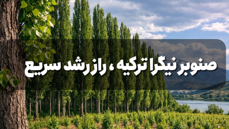 صنوبر نیگرا ترکیه