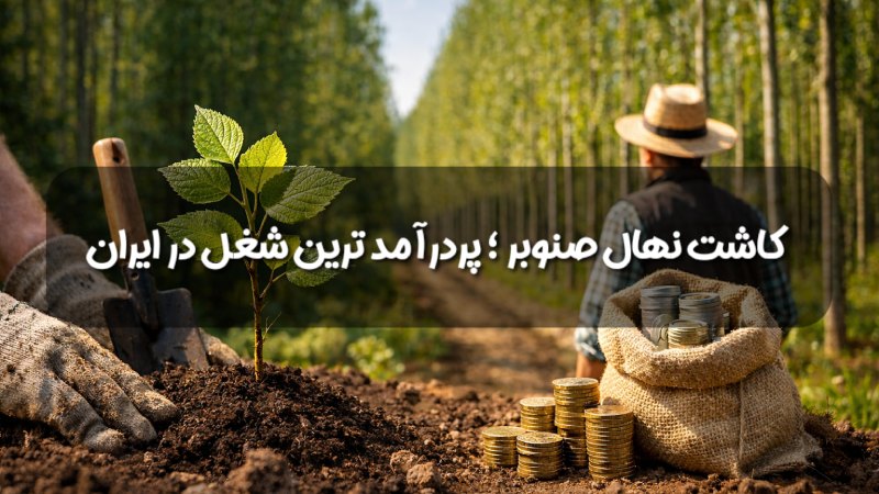 کاشت نهال صنوبر