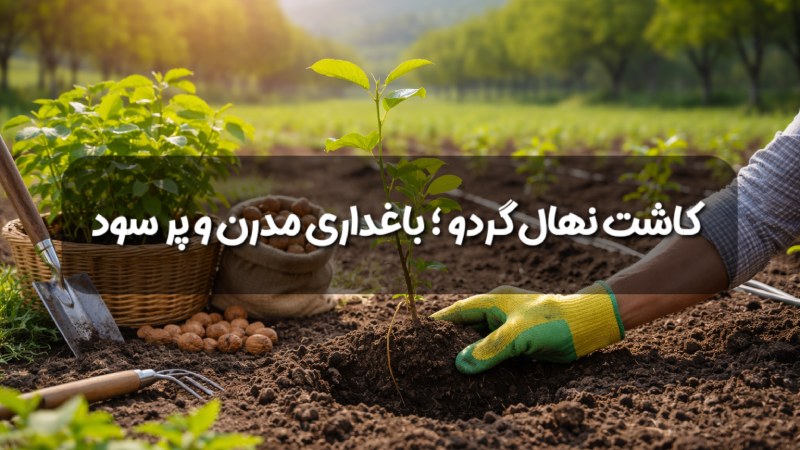 کاشت نهال گردو