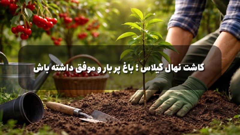 کاشت نهال گیلاس