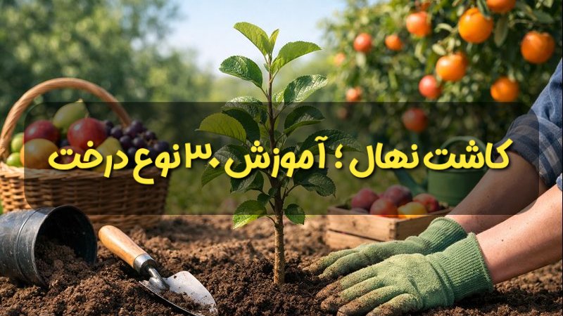 کاشت نهال