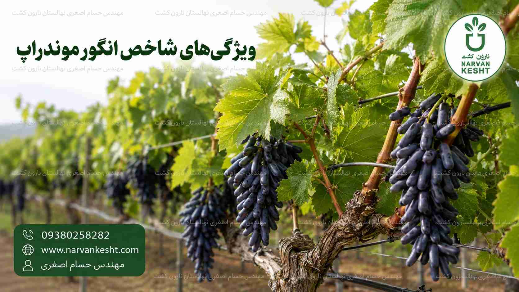 احداث باغ انگور موندراپ