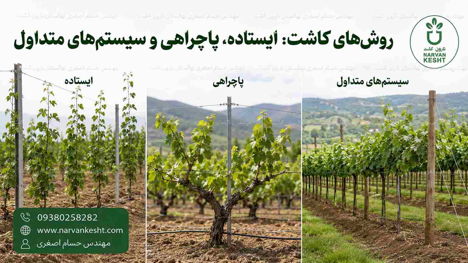 روشهای کاشت نهال انگور موندراپ : ایستاده، پاچراهی و سیستمهای متداول