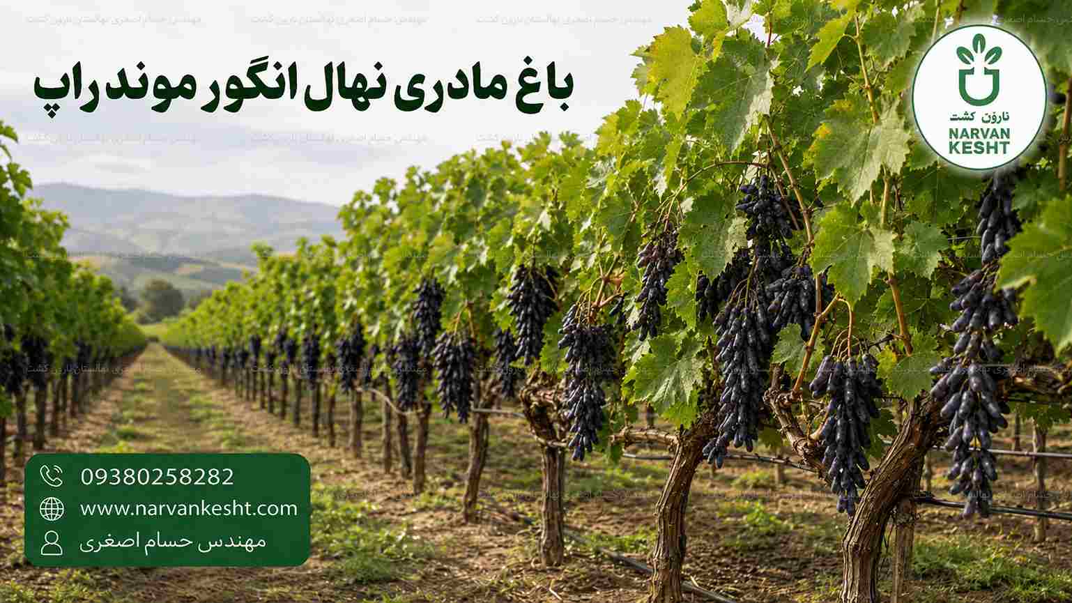 باغ مادری انگور موندراپ