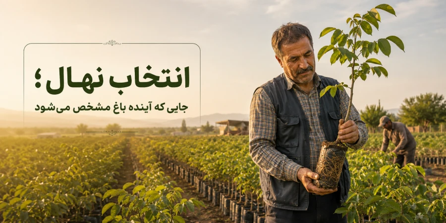انتخاب نهال؛ جایی که آینده باغ مشخص می‌شود