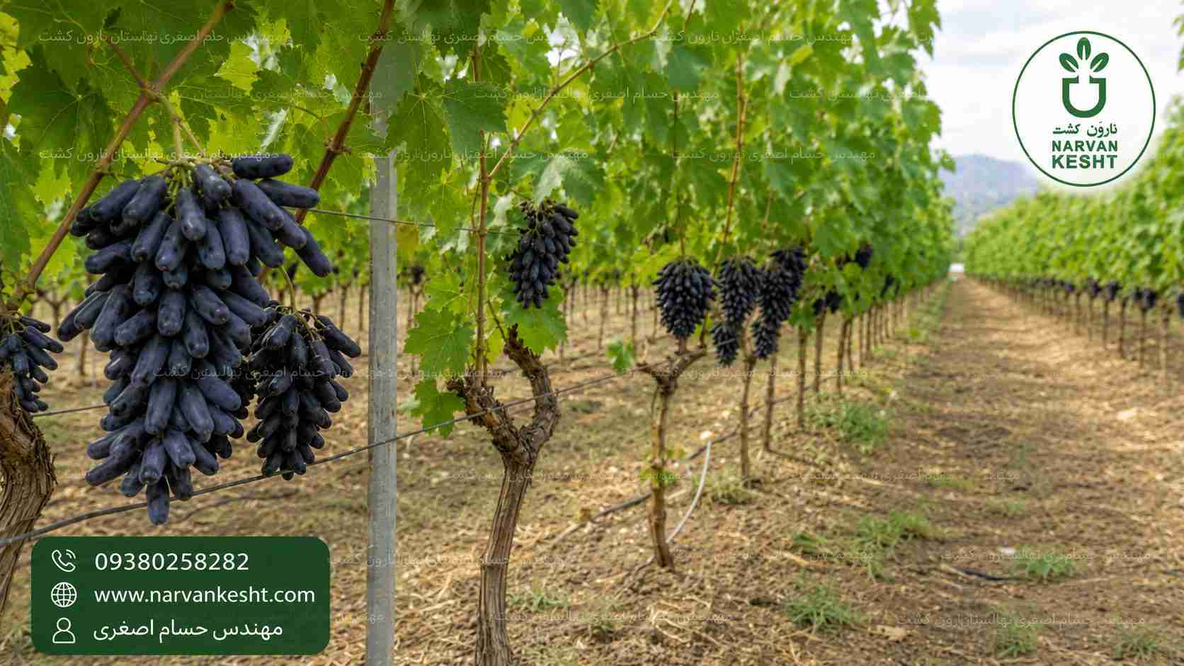 احداث باغ انگور موندراپ