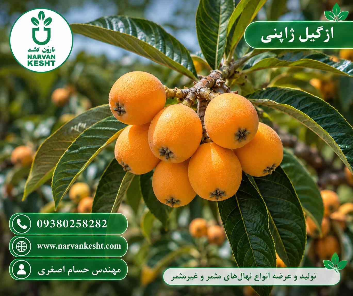 نهال ازگیل ژاپنی