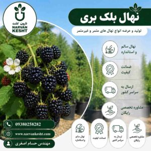 نهال بلک بری