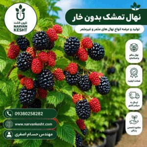 نهال تمشک بدون خار